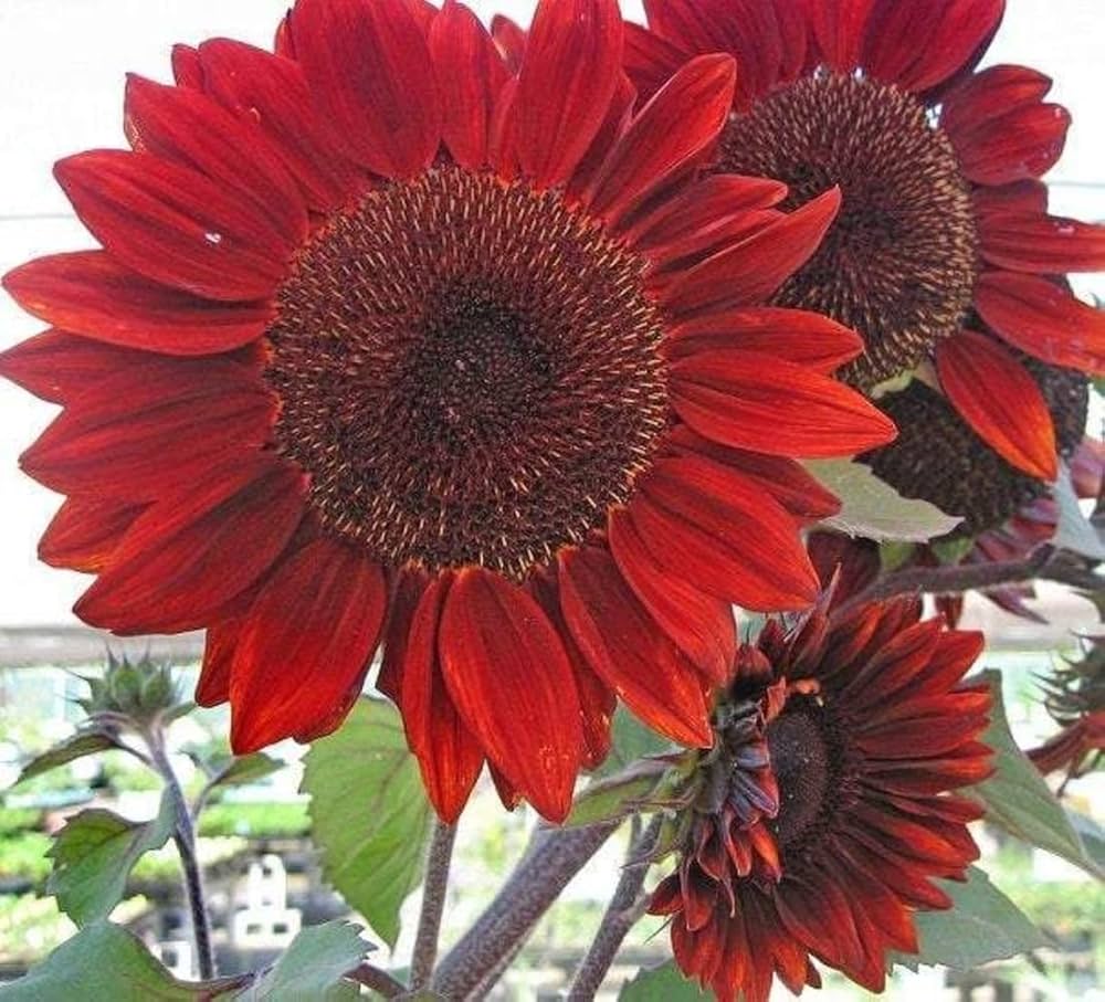 Red Sunflower Blossom Helianthus Annuus
