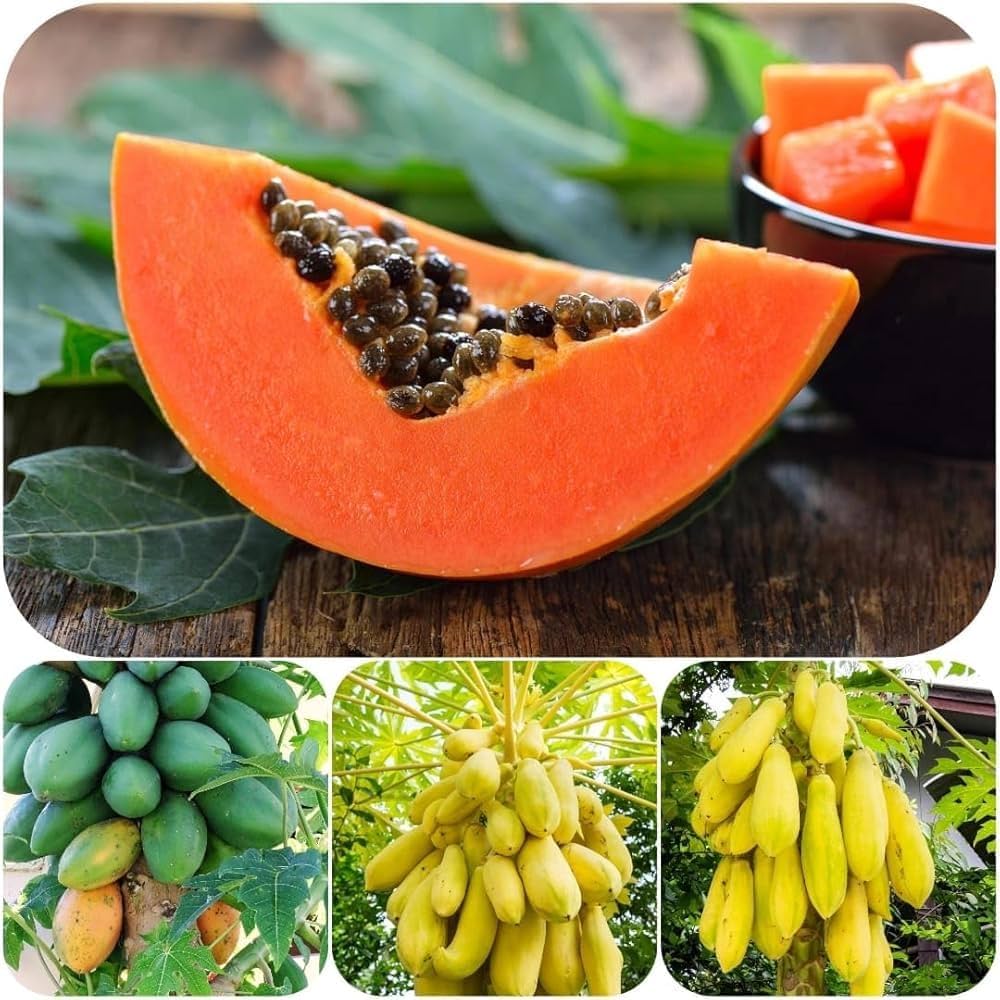 mixed papaya fruit for planting tropical sweet papayas in a mix of varieties Fruit seeds