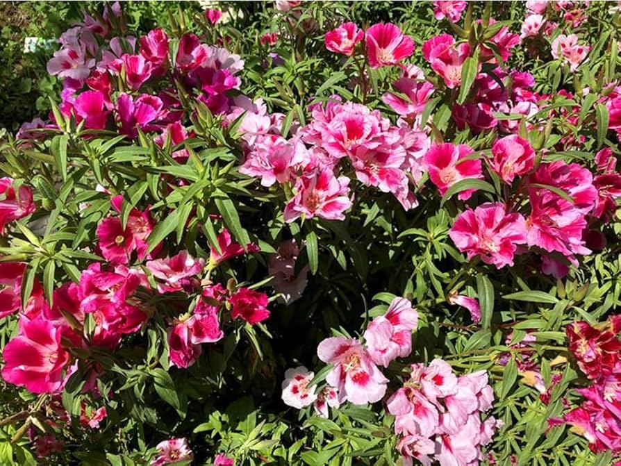 Godetia Dwarf Mix Clarkia Amoena