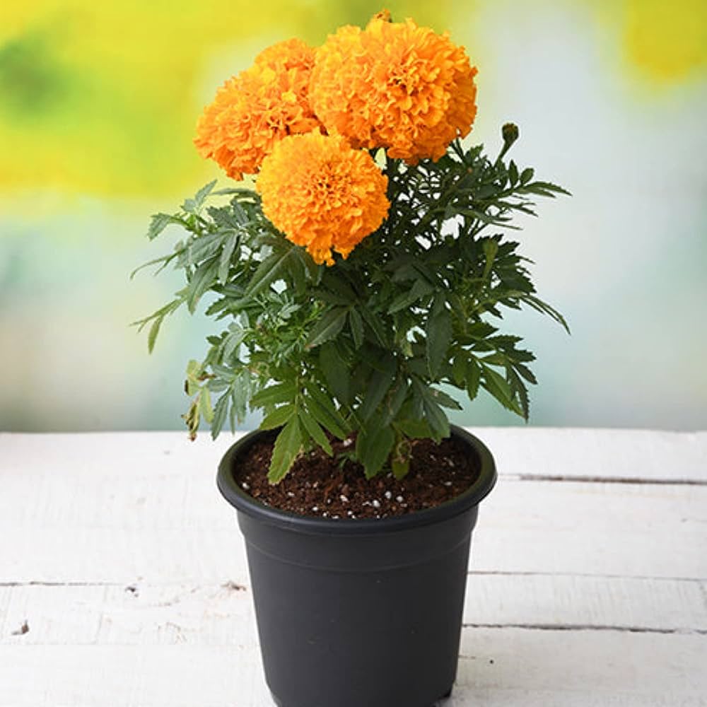 Pot Marigold Bonsai Flowering Garden Plants Flower Seeds