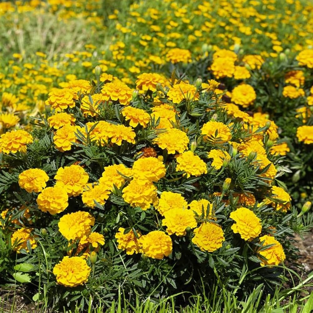 Gold Medallion Flower