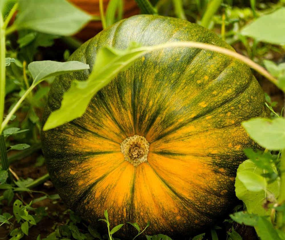 pumpkin cucurbita pepo vegetable patch seasonal garden