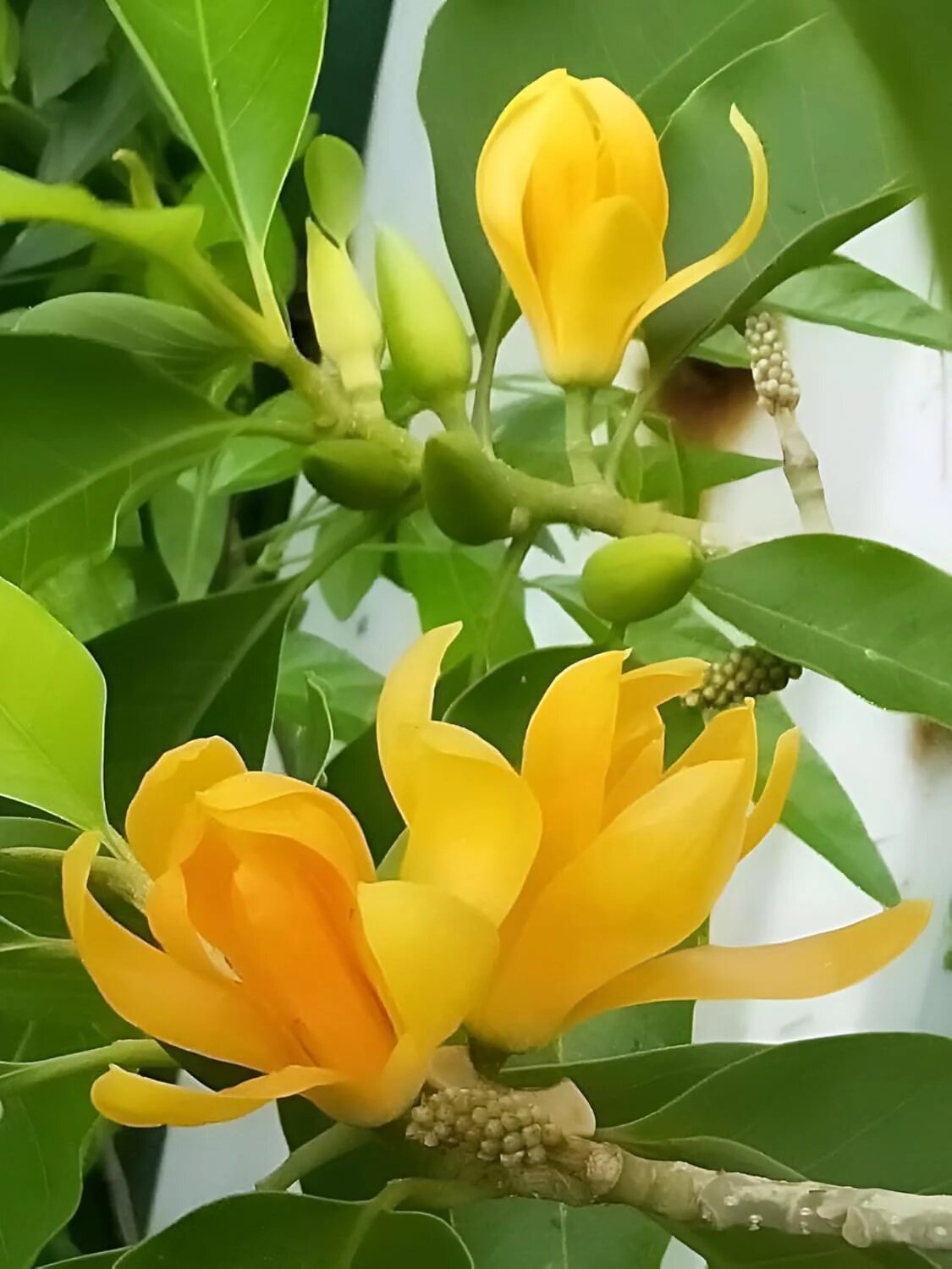 champaca Flower Seeds Rare Blooming Plants for Balcony and Outdoor Gardens Colorful - Heirloom Non GMO High Germination