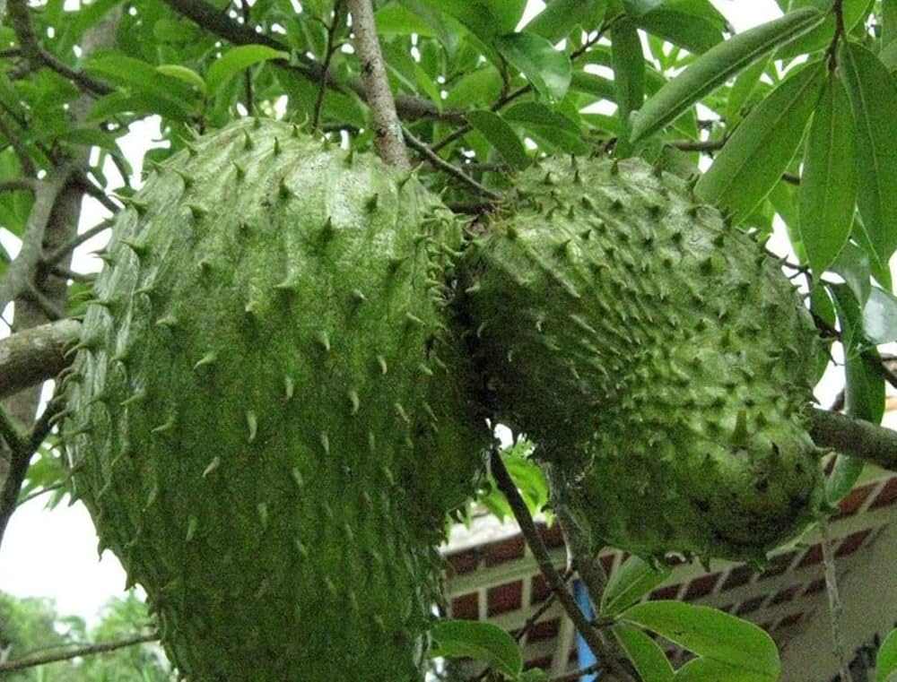 Soursop Graviola Annona Tropical Fruit