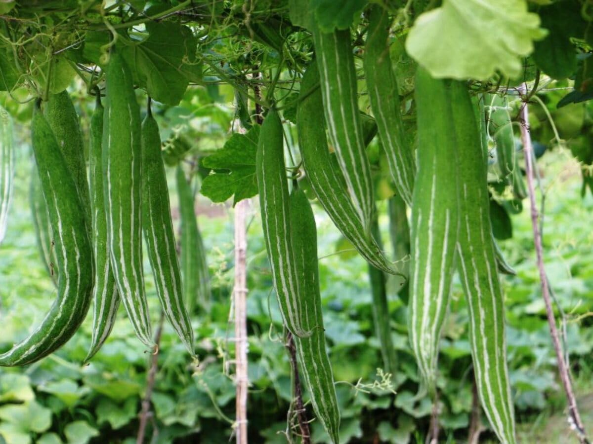 serpentgourd snake cucumber vegetable unique varieties seeds