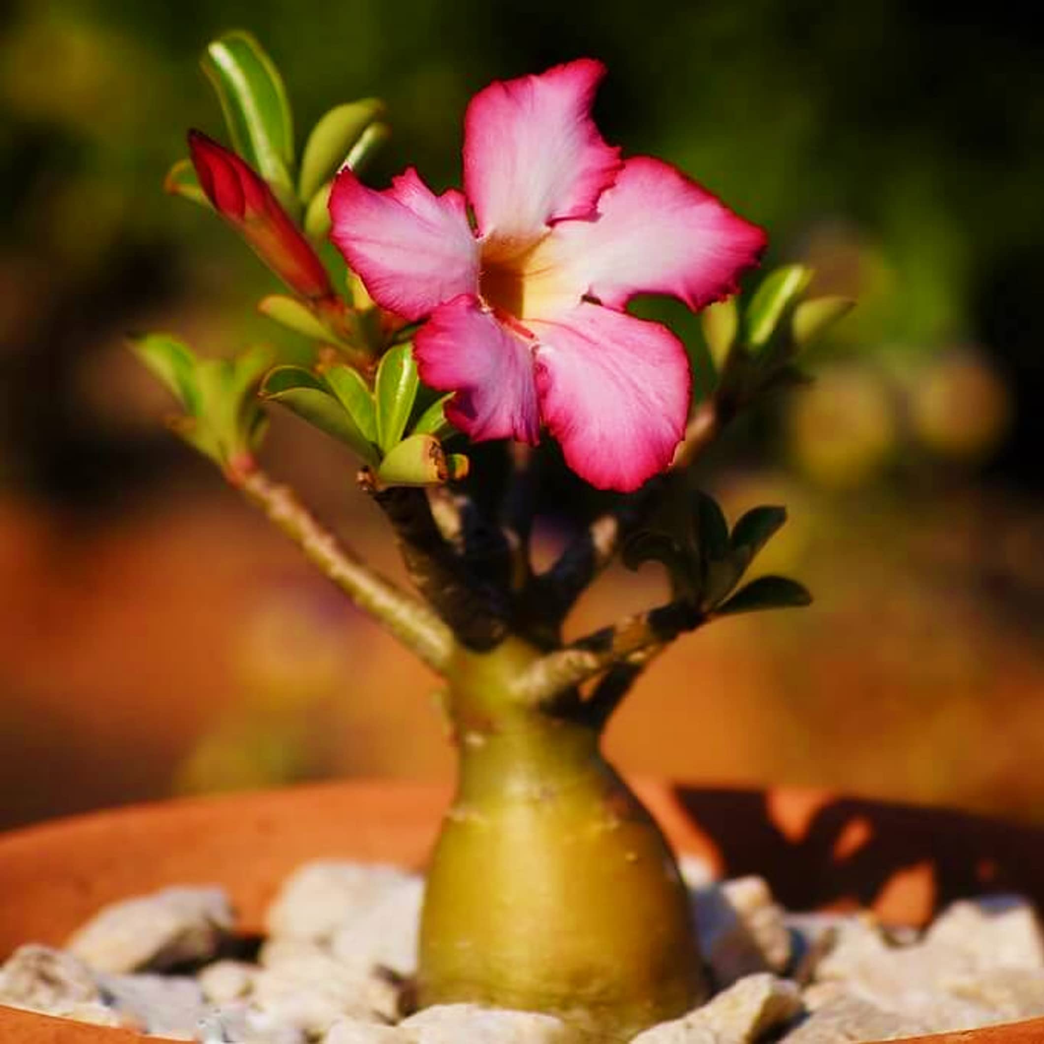 Pink Karat Desert Rose