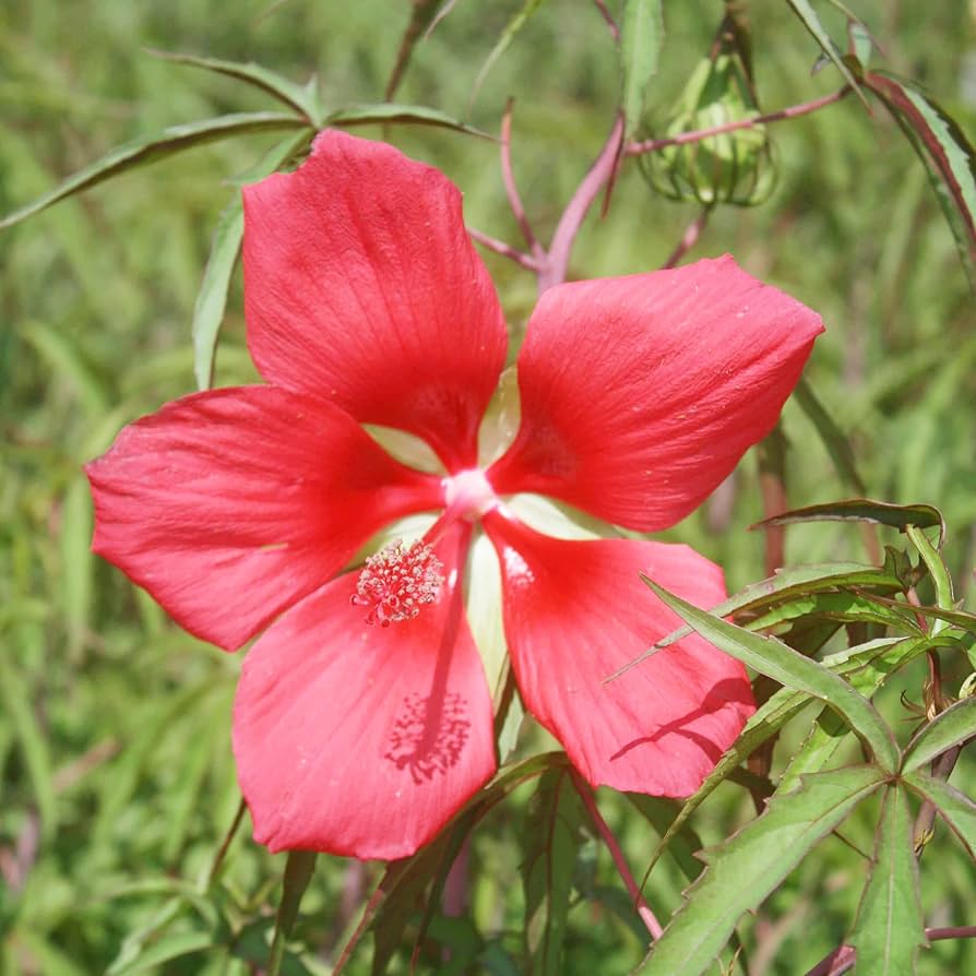 Red Texas Star Hibiscus Flower Gorgeous Plants Flower Seeds