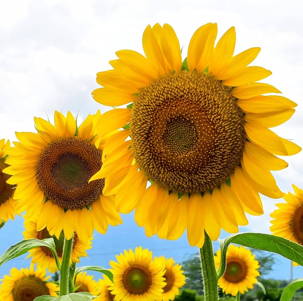 Sunflower Helianthus Annuus