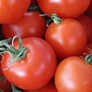 homestead tomato for home grown tomatoes Fruit