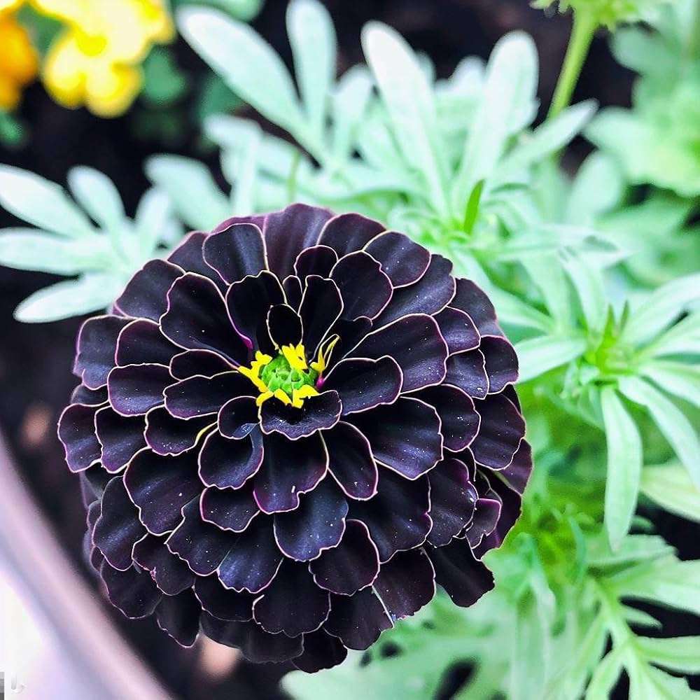 Black Marigold Flower Seeds