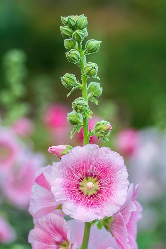 Pink Light Hollyhock Flower Seeds for Planting Heirloom Non-GMO High Germination Organic Garden Seeds - Heirloom Non