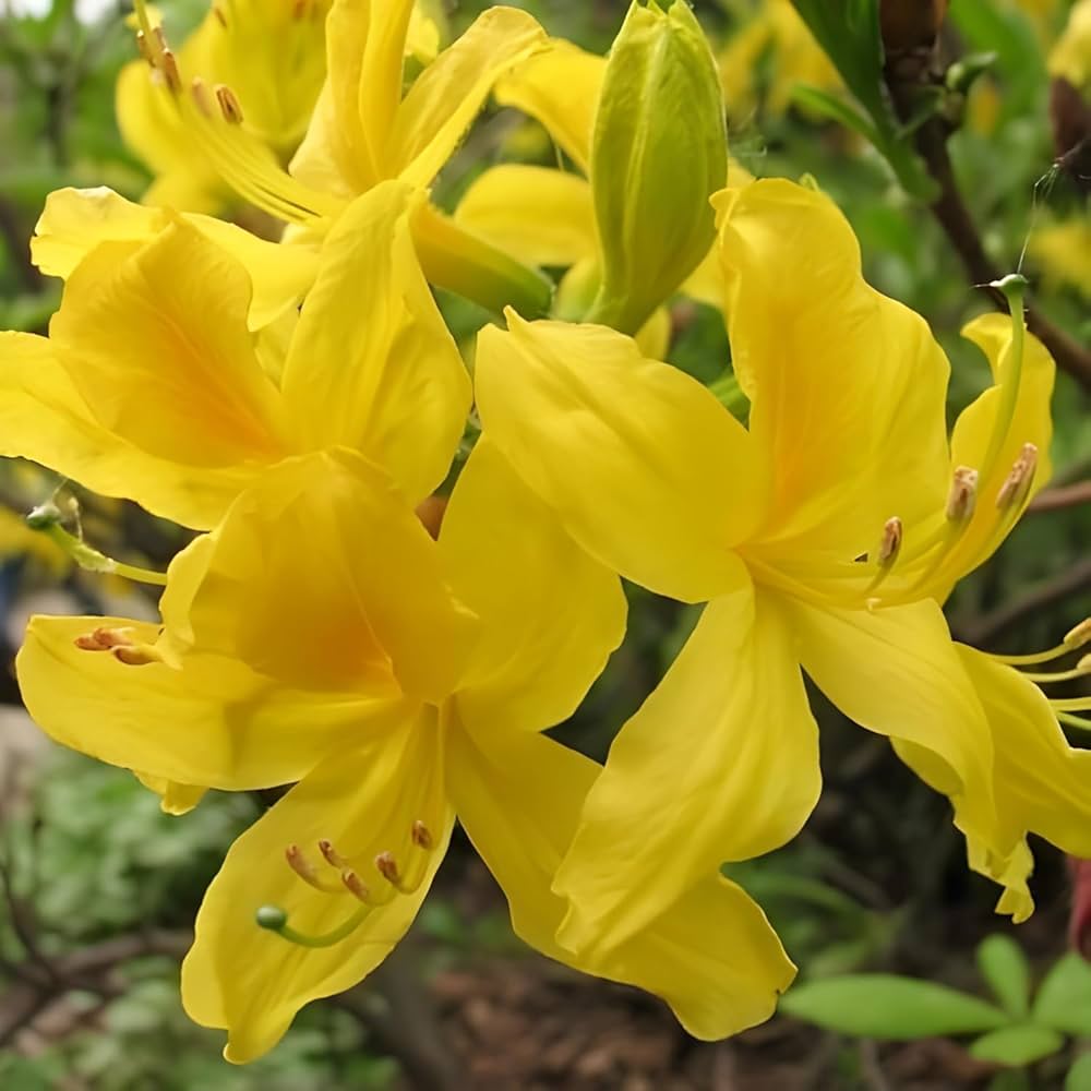 Yellow Azalea Flower Seeds – Rare Blooming Plants for Balcony and Patio Gardening Colorful - Heirloom Non-GMO High Germi