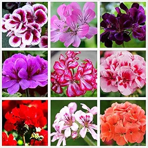 Geranium Mix Pelargonium Hortorum