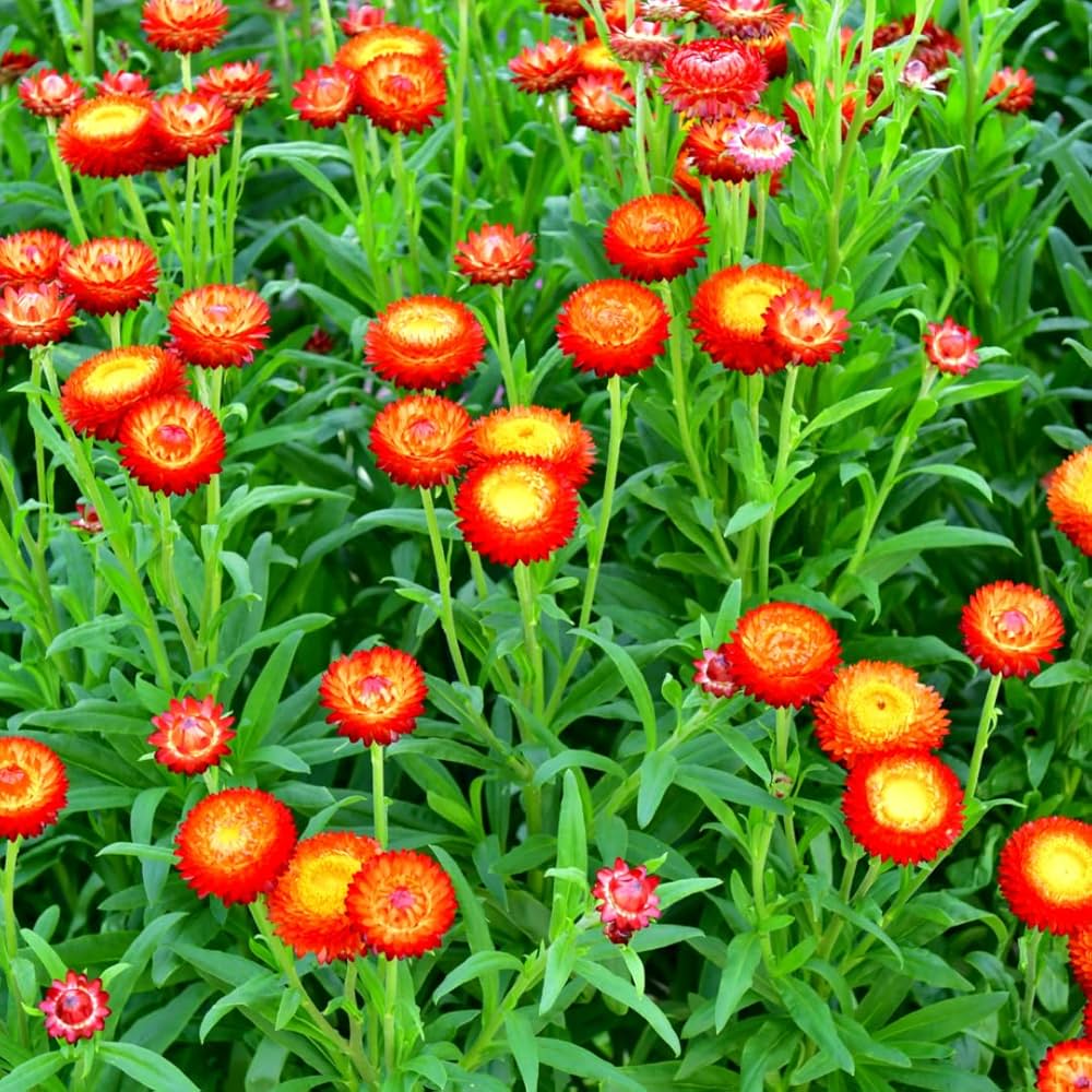 Helichrysum Bracteatum Chrysanthemum Long Lasting Colorful Blooms Flower Seeds