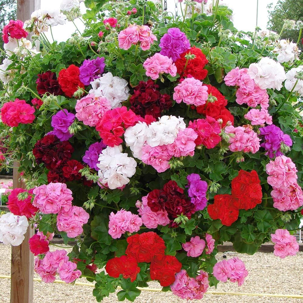 Geranium Flower Pelargonium Spp
