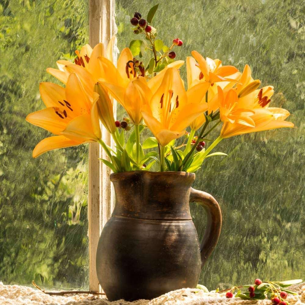 Double Lily Lilium Spp Bulbs