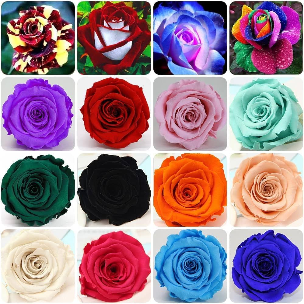 Hellgelb Rose Beautiful Easy To Plant Perennial Roses Flower Seeds