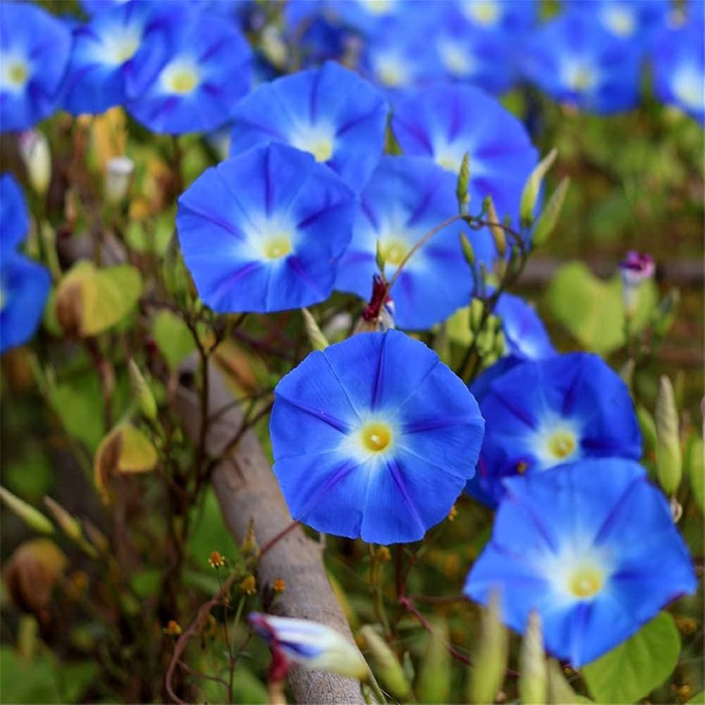 Blue Petunia