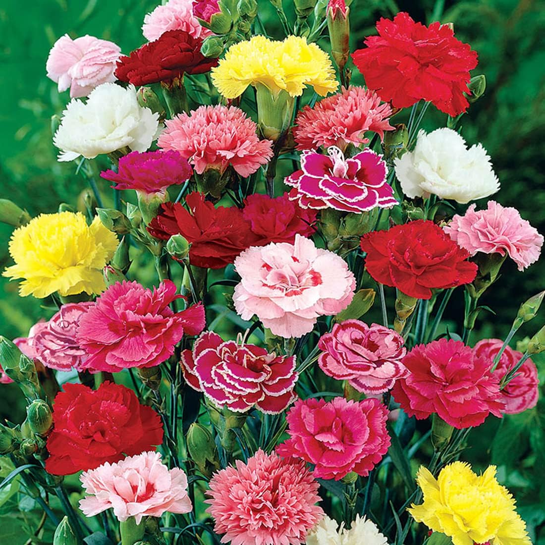 Carnations Flower Seeds
