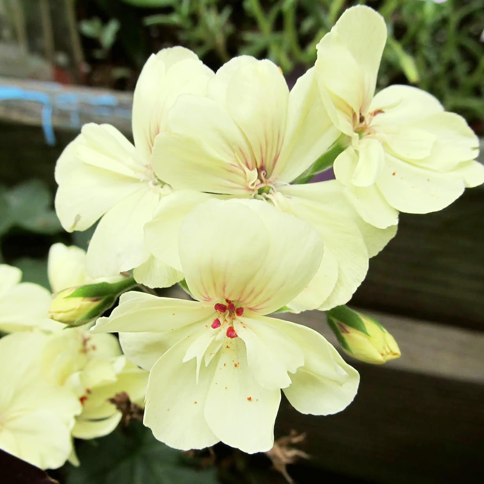 Yellow Rare Border Geranium Perennial Flower Garden