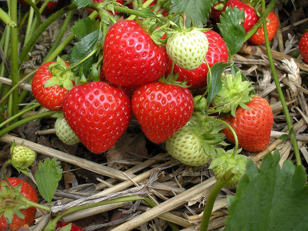 bio alpine erdbeeresamen fragaria vesca for sweet