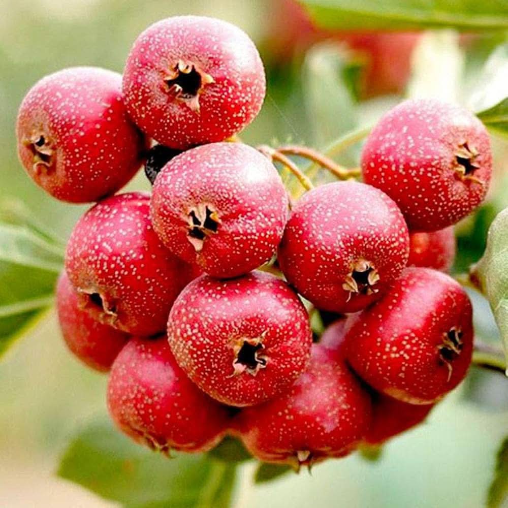english hawthorn crataegus laevigata fruit for planting a hardy tropical tree heirloom Fruit seeds