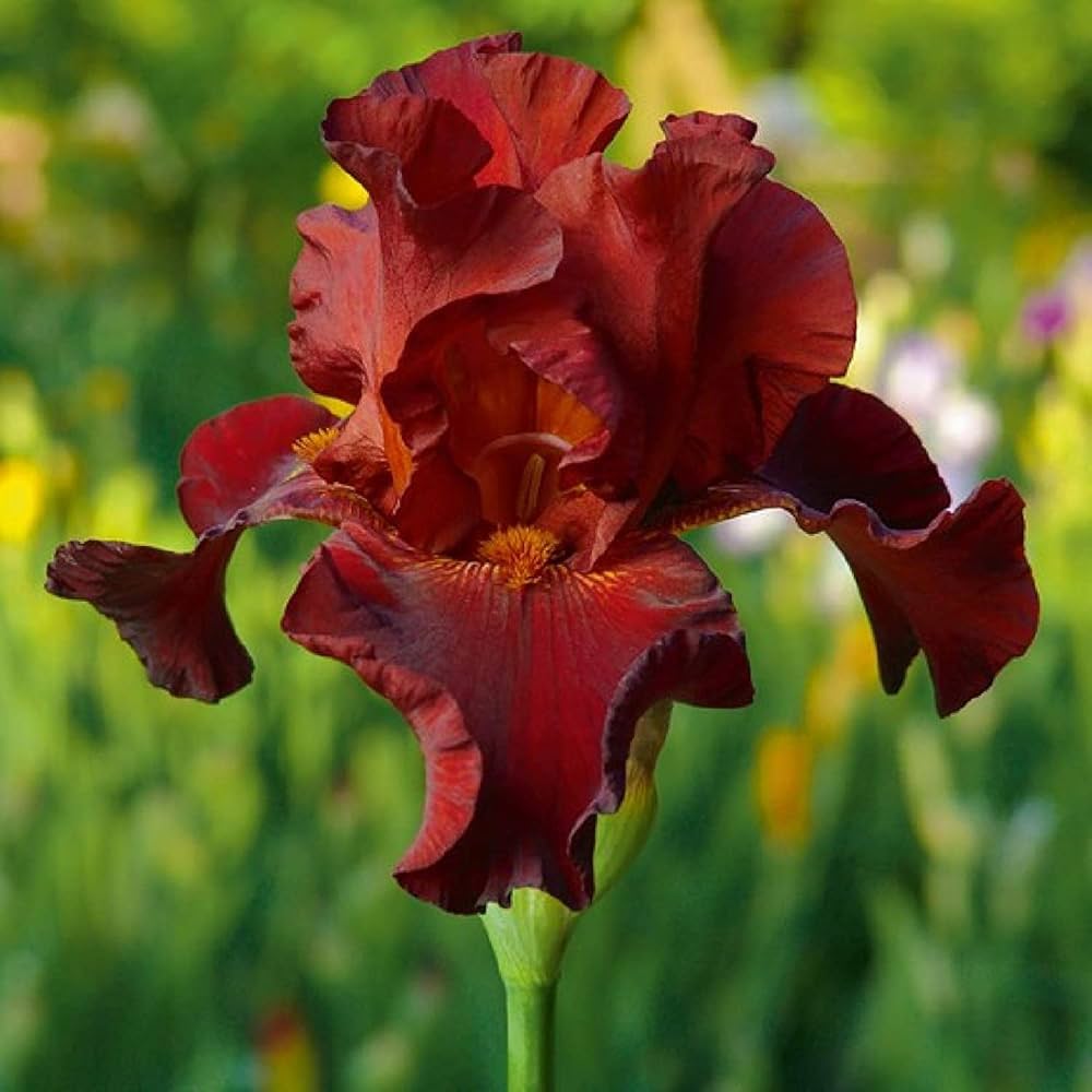 iris germanica flower bed Fruit Seeds