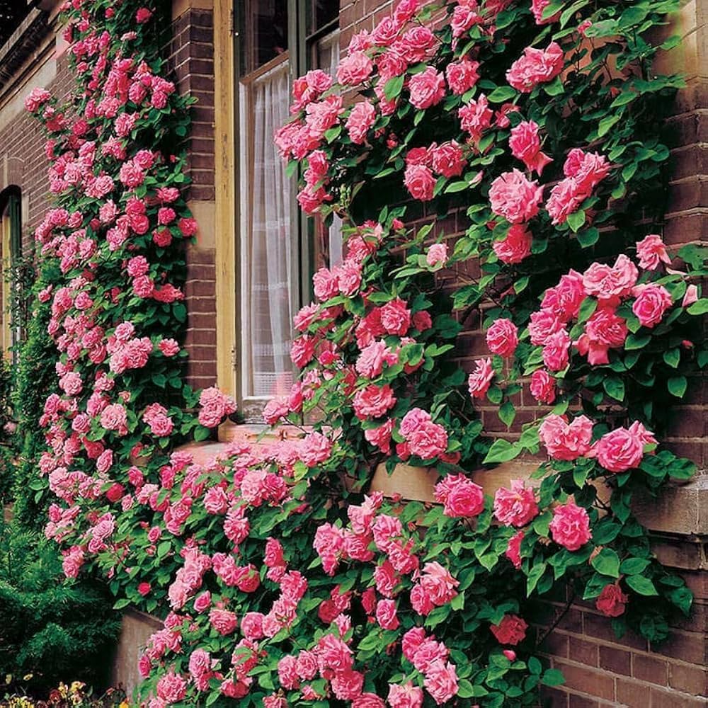 Climbing Rose Mixed Colors