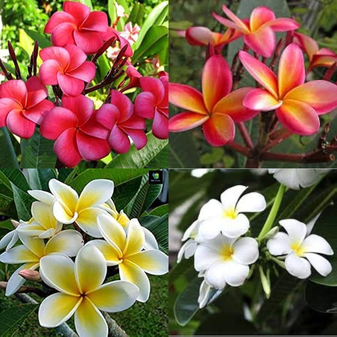 Multi-Colored Plumeria Flower Seeds