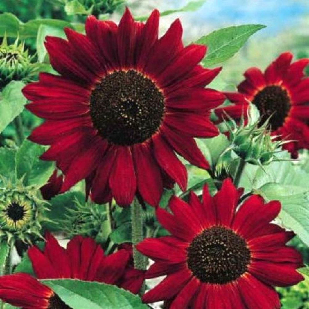 Heirloom Grattacielo Helianthus Brown Edible Sunroot Garden Projects Flower Seeds Home