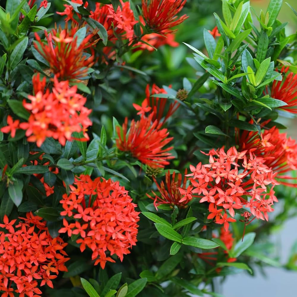Red Ixora Flower Seeds