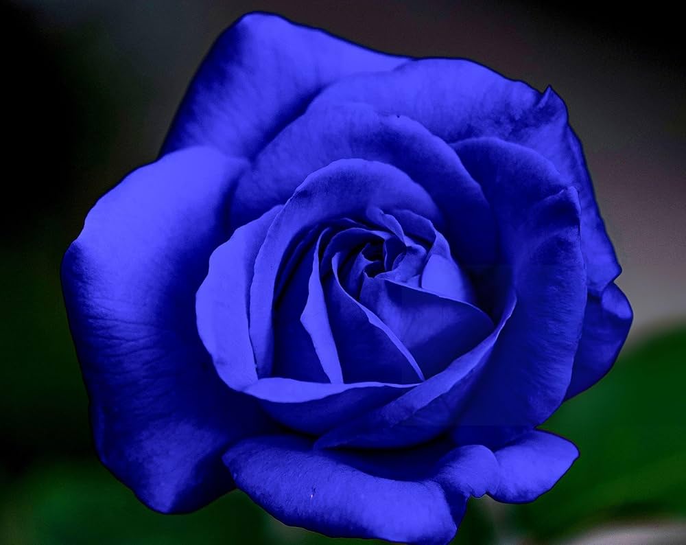 Blue Rose Flower Buy Any Get Free Flower Seeds