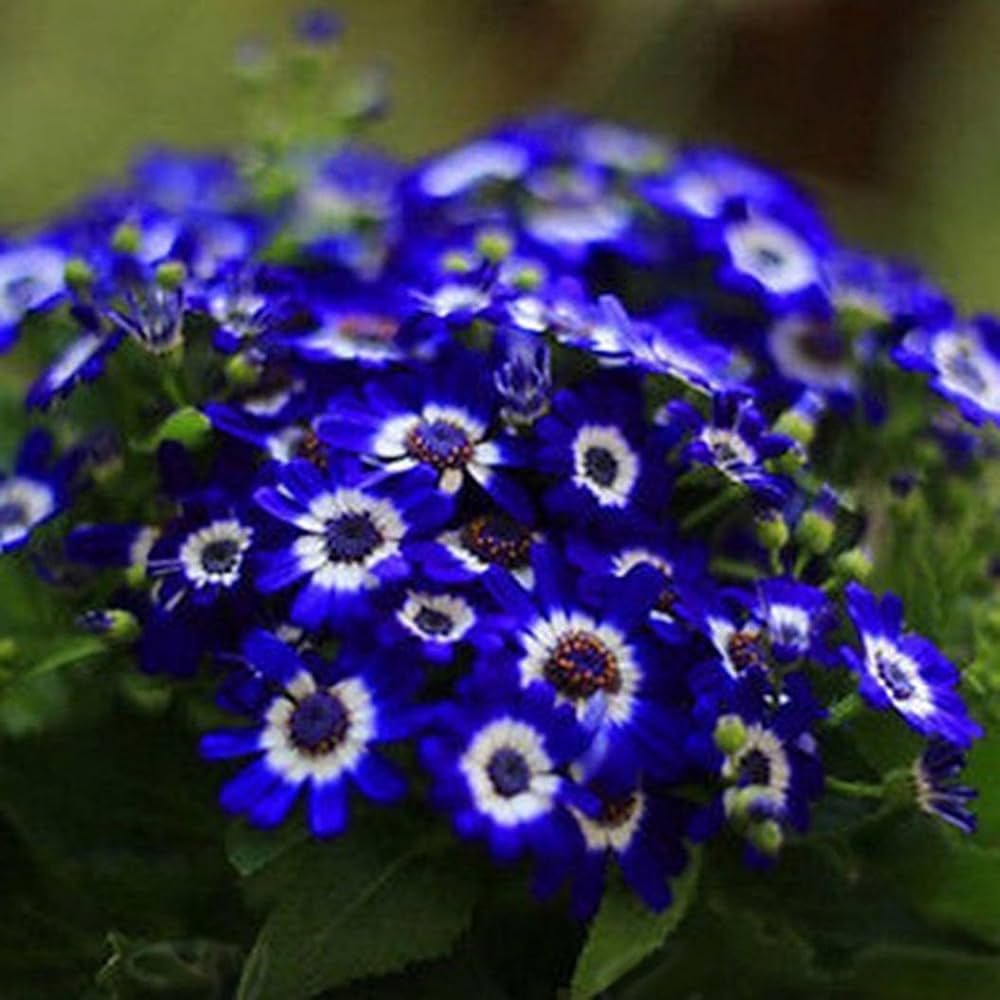 Cineraria Flower Florist Gardens Easy Pot