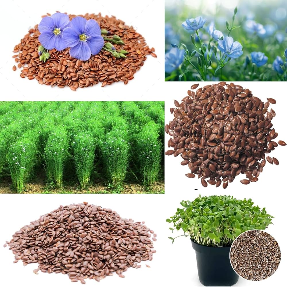 Flaxseed Linum Usitatissimum