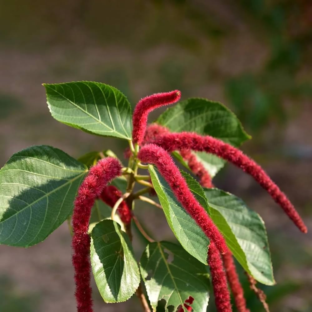 Acalypha Flower Seeds - Heirloom Non GMO High Germination Garden Planting Seeds
