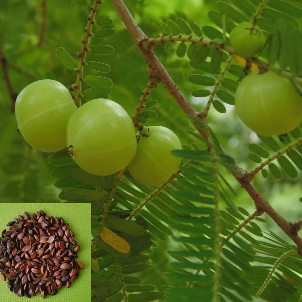 Gooseberry Fruit Bonsai Seeds