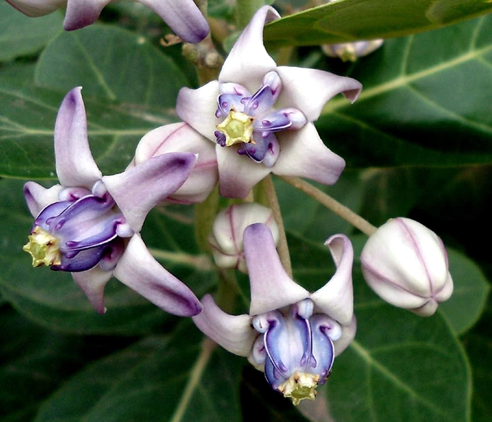Crown Flower Calotropis Gigantea