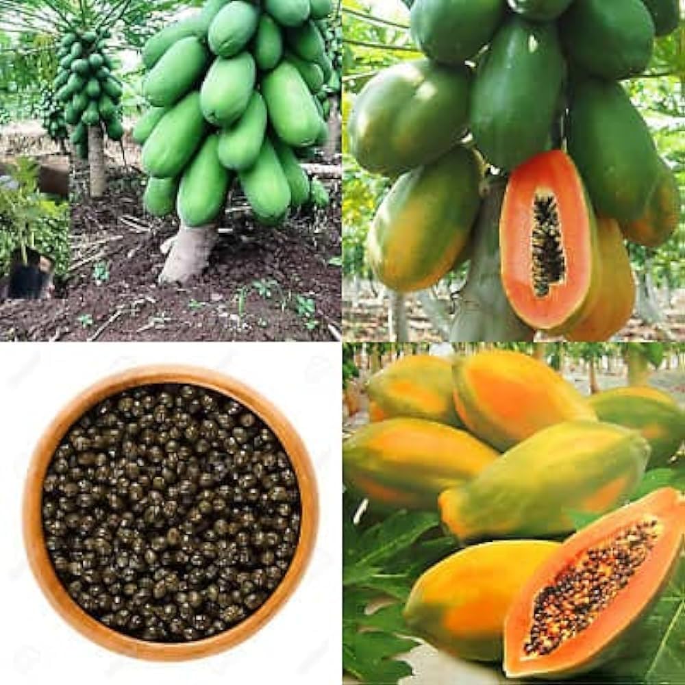 papaya carica tree in tropical garden Fruit