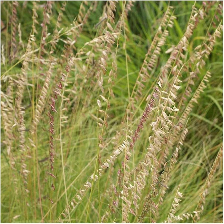 oat grama bouteloua gracilis native grass Fruit