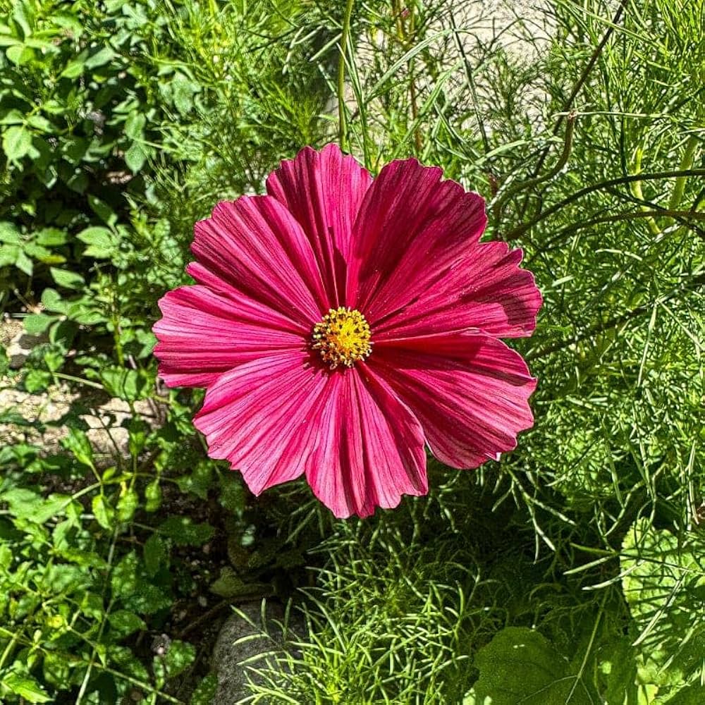 Red Cosmos Flower Seeds for - Heirloom Non GMO Premium Garden Seeds for Planting, High Germination Outdoor Plants