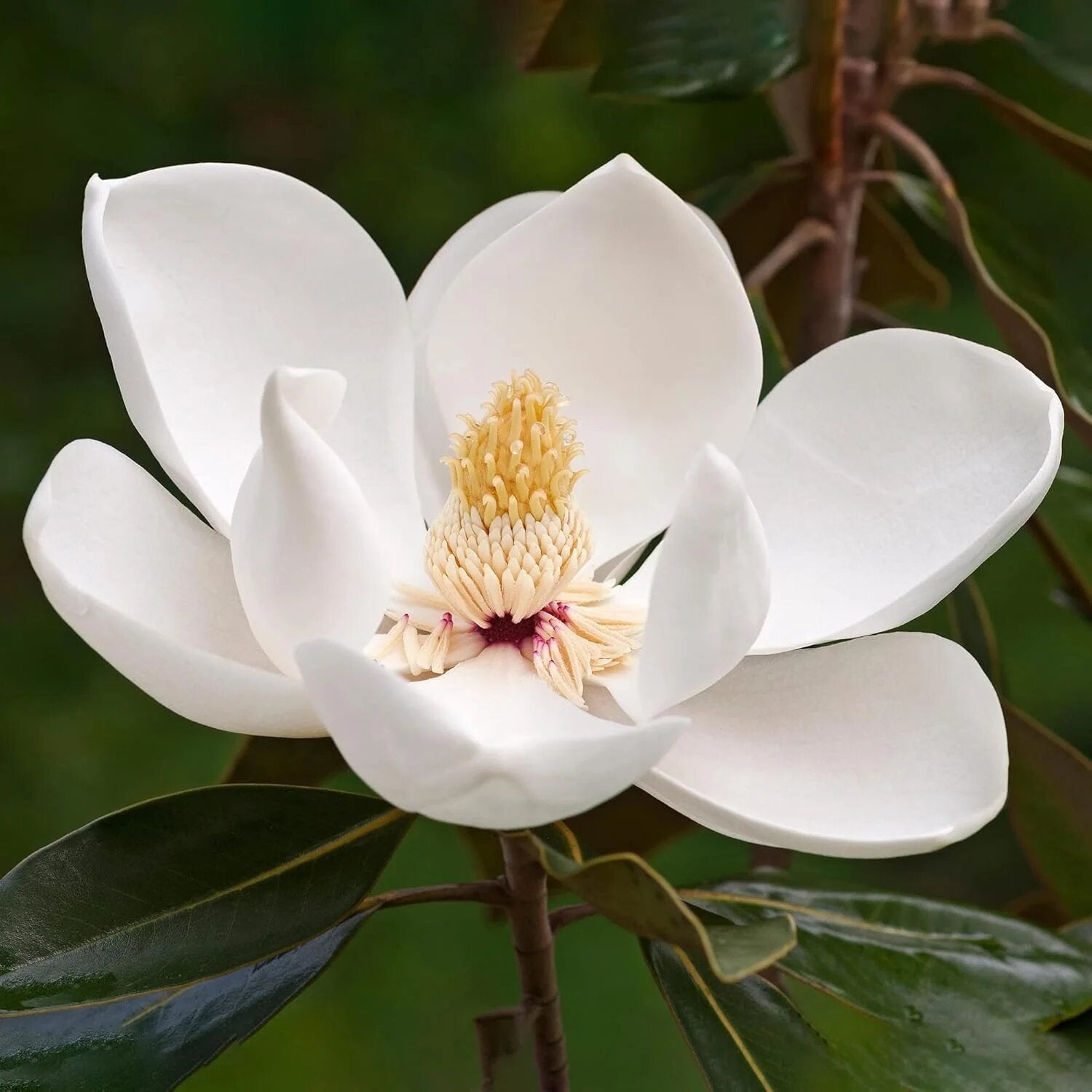 White Magnolia Yulan Flower Seeds for Planting Heirloom Non-GMO High Germination Organic Garden Seeds for Home Garden