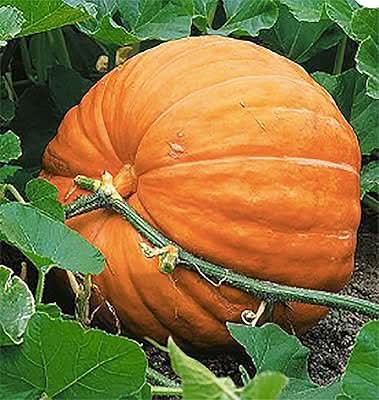 Wallace Whoppers Giant Pumpkin Record Fruit Seeds