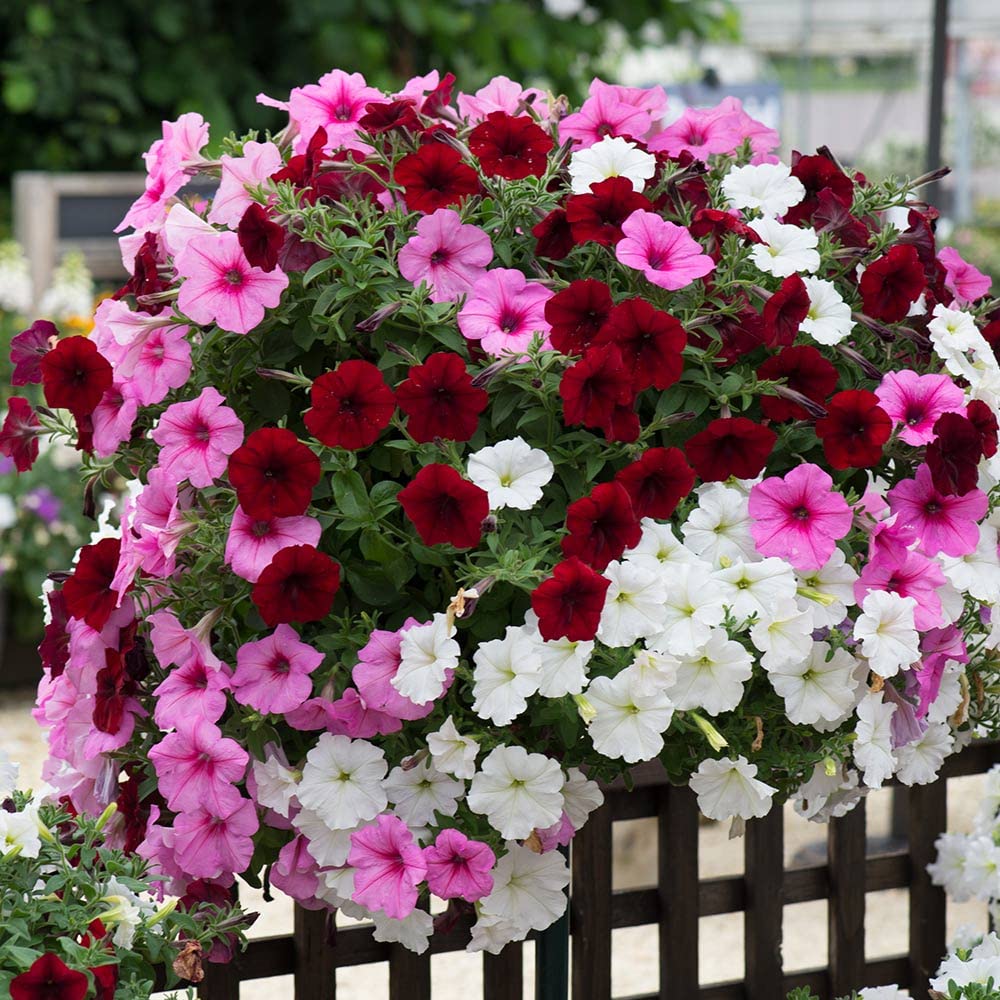 Pink Pink Petunia Flower Dark Fresh