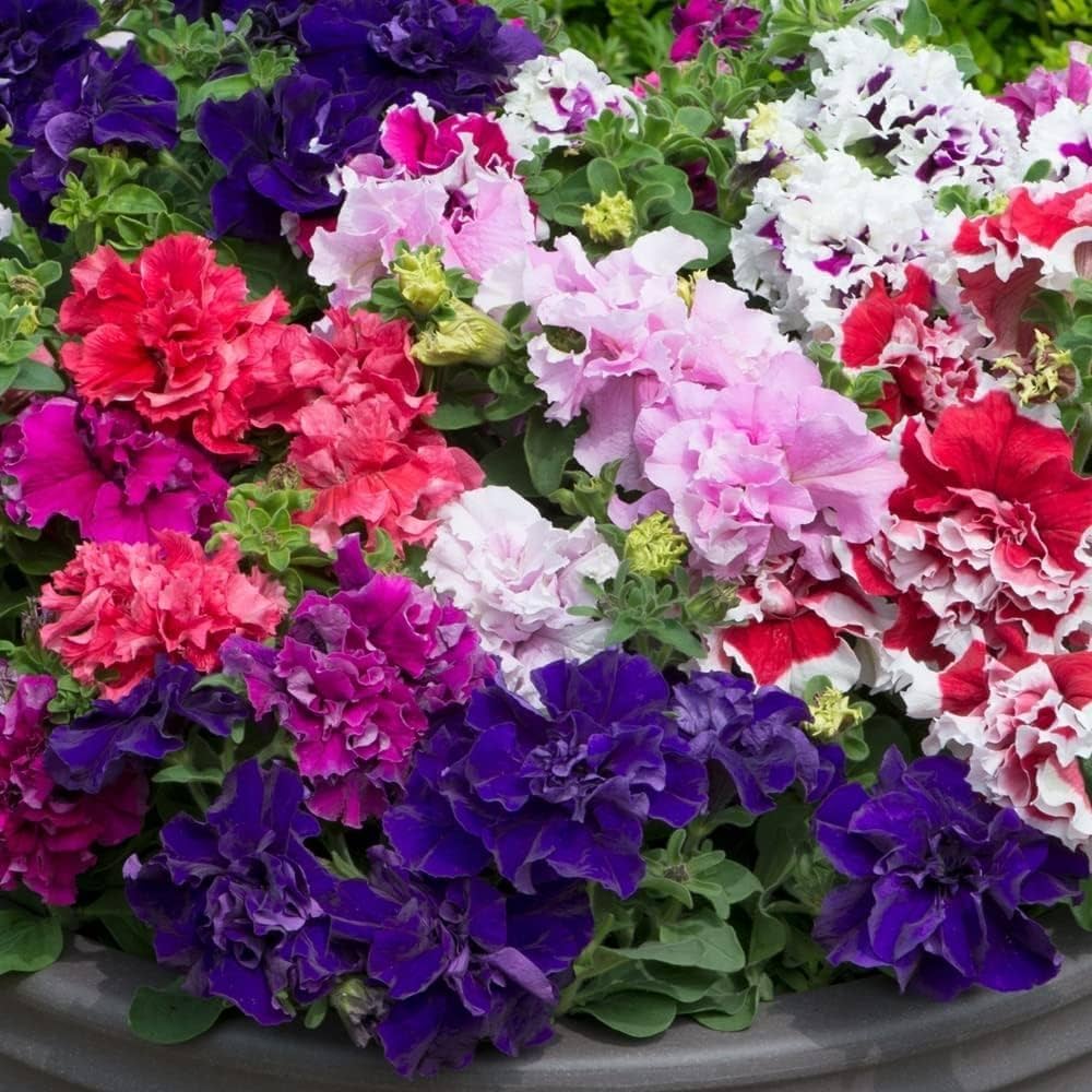 Double Petunia Flower Seeds - Heirloom, Non GMO, High Germination, Organic Garden Seeds