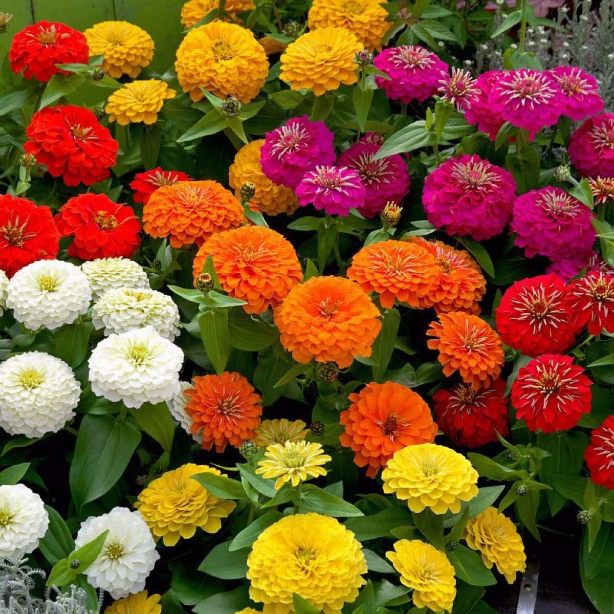 Zinnia Flower In Colors Colorful Balcony Garden Plants Flower Seeds