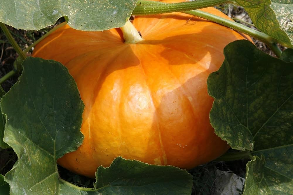 pumpkin cucurbita pepo in vegetable patch large