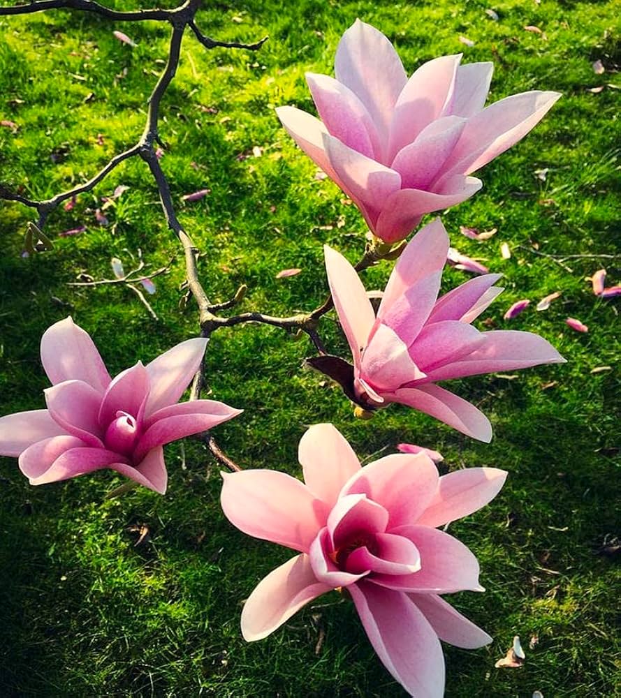 Pink Magnolia Flower Seeds Colorful - Heirloom Non GMO Premium Garden Seeds for Planting