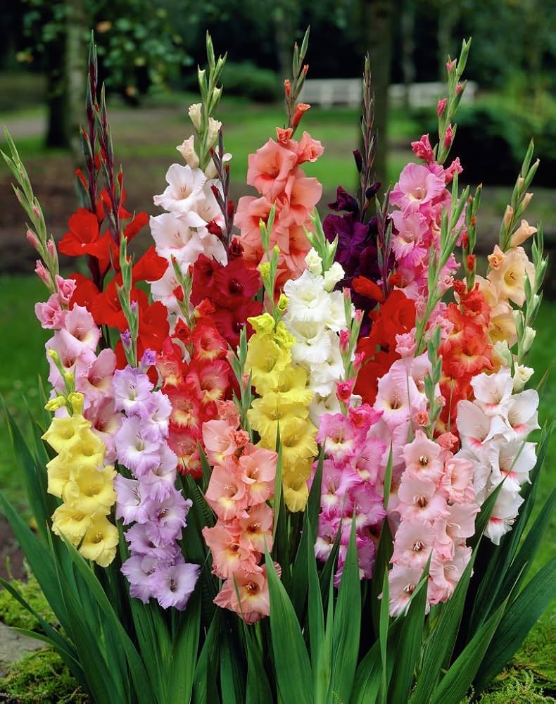 Mixed Gladiolus Flower Seeds - Heirloom Non GMO High Germination Garden Planting Seeds