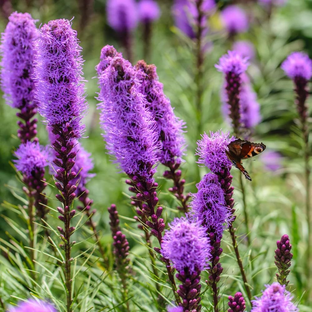 Purple liatris Flower Seeds