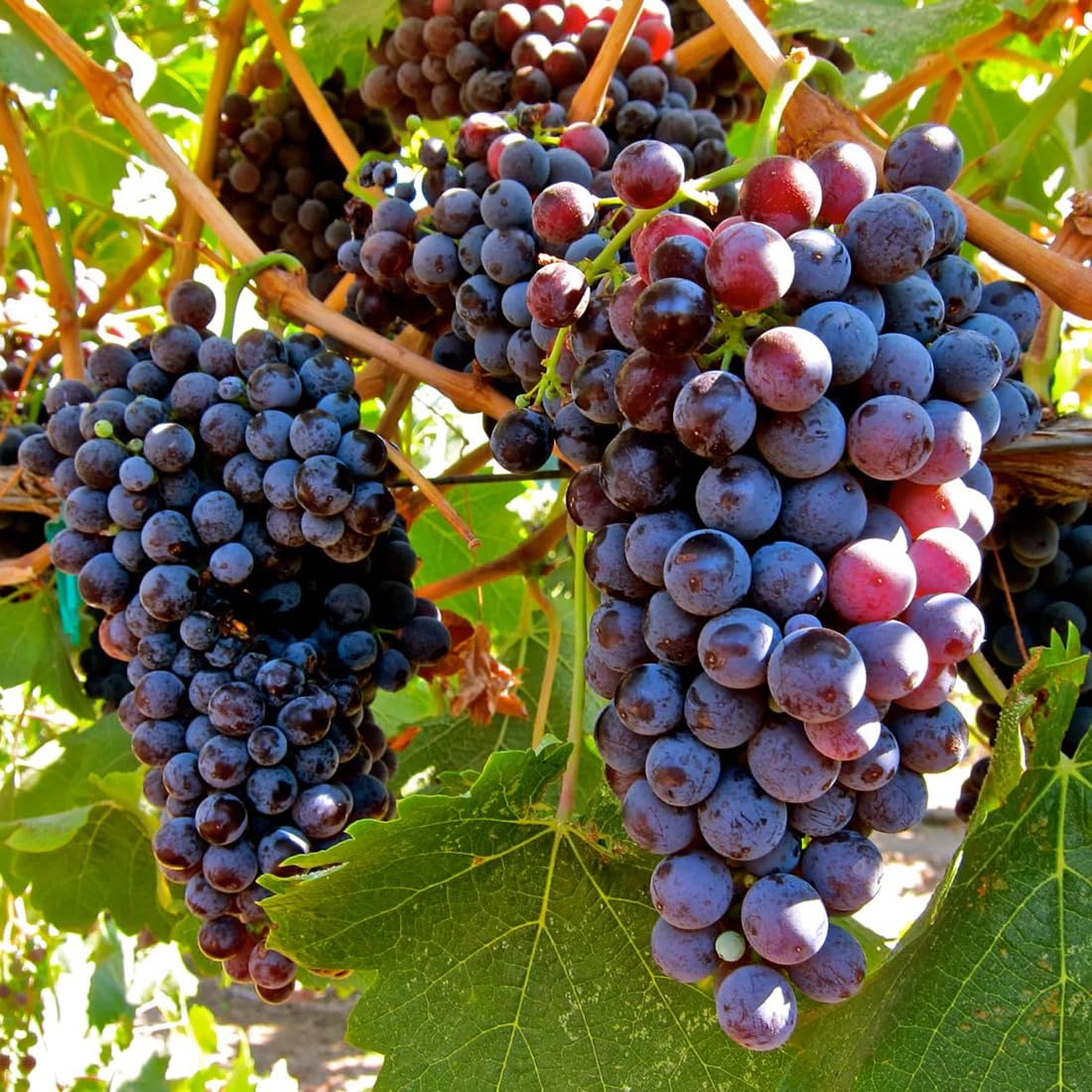 Black Corinth Zante Currant Grape Fruit Sweet And Tangy Vine Grown Grapes Fruit Seeds